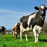 Murcia, territorio singular. CON LA MEJORA GENÉTICA: DE CUATRO A OCHENTA LITROS DE LECHE AL DÍA.