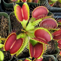 Carnivorous plants
