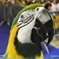 184. WWF Wrestling Challenge 05-13-1990 (Piper vs Martel)