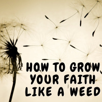 Lambsquarters: You are Here Enriching the World