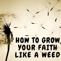 Quackgrass: Stirring Our Affections