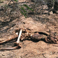 46: Lo que es Carne y arena