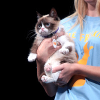 Rest in Peeves: The Death of Grumpy Cat