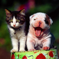 Cats vs Dogs - Which is better?