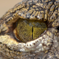 Swimming with Crocodiles