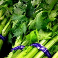 Wasting celery
