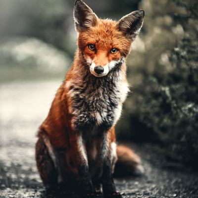 Cognitive Engineering