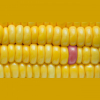 Ep 127: Completely Corny