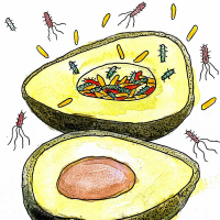 Tracking Foodborne Pathogens: Dr. Ruth Timme