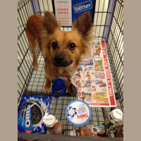 #152 Diabetes and our Four-Legged Friends