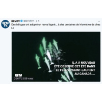 BFMTV parle de Beluga? tweet BFMTV 14/09/18