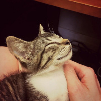 Clairin Outtakes - Cat Talk