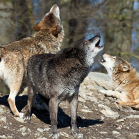 Do Animals Have Accents?