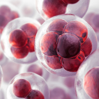 How does a single cell become me?