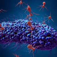 Could viruses help fight super-bugs?