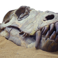 How many fossils are there?