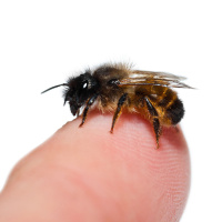 Could Bees Take Over From Sniffer Dogs?