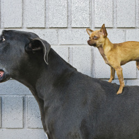 Does brain size matter?