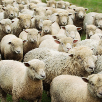 Why Do We Follow the Crowd?