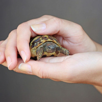 Myrtle the Turtle: A Lesson in Empathy