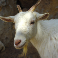 El Recuento en Onda Madrid: Hoy suena la cabra