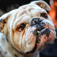 El Recuento: Aquí hay perro encerrado