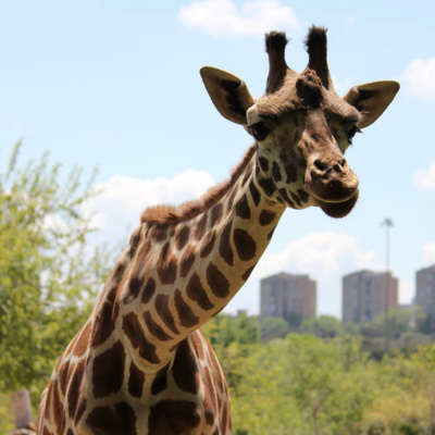 Más Cosas De El Recuento