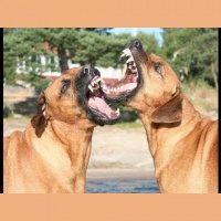 TSRP #525: Rhodesian Ridgeback