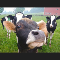 TSRP #363: The Milking Parlour