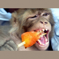 TSRP #258: Gorilla Candy