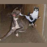 TSRP #238: Cats VS. Dogs