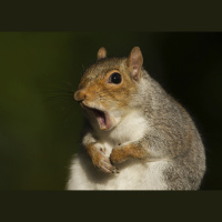 TSRP #483: Tongue Lashing