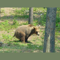 TSRP #290: Deuce Deuces