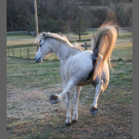 TSRP #541: Spirit Animal