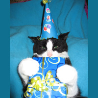 TSRP #436: Wilsons Cat