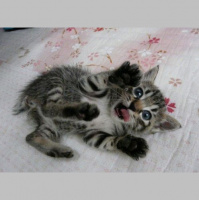 TSRP #479: Touch of Ebola