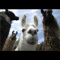 TSRP #513: Lassoing Llamas