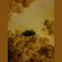 TSRP #215: La Cucaracha