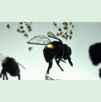 TSRP #289: Vanishing of the Bees