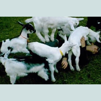 TSRP #537: Covered in Goats