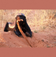 TSRP #155: Tasty Badger Snacks