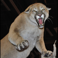 TSRP #434: Fistful of Yeast