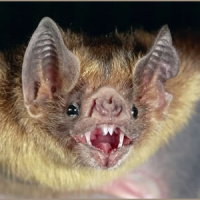 TSRP #473: Potluck Scenario