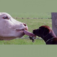 TSRP #138: Beasts of Burden