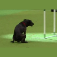 TSRP #246: Disqualified