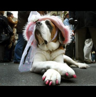 TSRP #265: Doggy Style