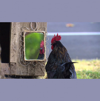 TSRP #528: Modest Bust