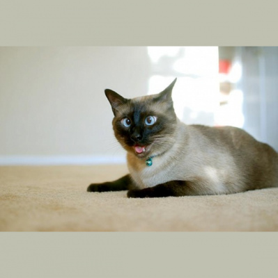 Ear Goggles With Jeremy Aaron And Stacy