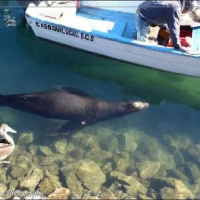 Conociendo a Don Pancho en Cabo