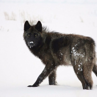 PLF Challenges Endangered Listing of Gray Wolf